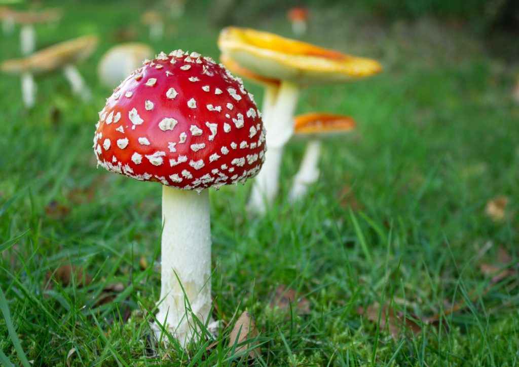 Amanita Muscaria Gummies Explained